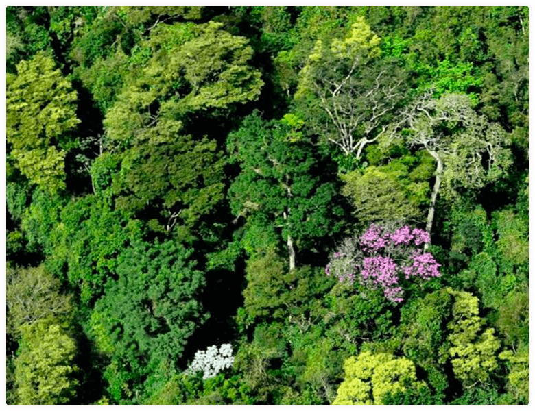 Área de Mata Atlântica do Grupo AB Areias