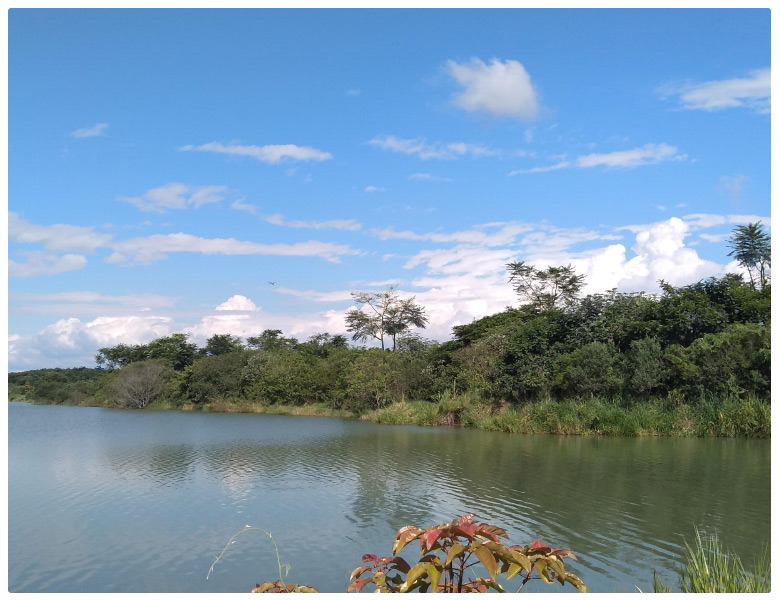 Reflorestamento na APP do Rio Paraíba do Sul